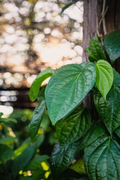 Sfondo verde foglia e sole mattutino