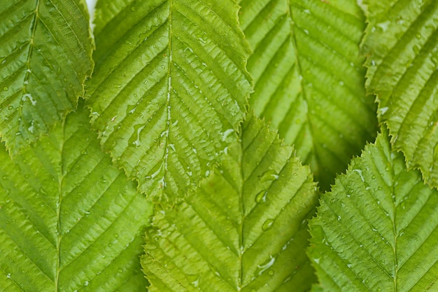 sfondo verde foglia. foglie ondulate verdi in goccioline d'acqua