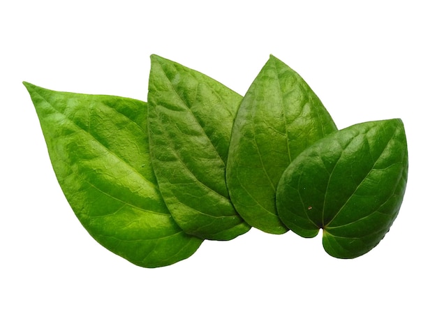 Sfondo verde foglia Foglie verdi a forma di cuore Foglia di betel verde isolata su sfondo bianco