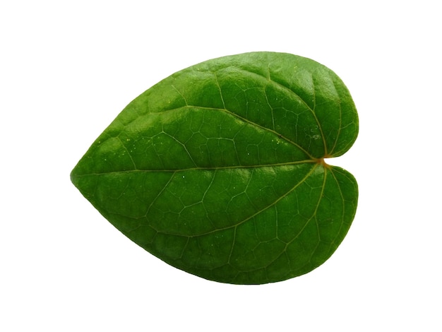 Sfondo verde foglia Foglie verdi a forma di cuore Foglia di betel verde isolata su sfondo bianco