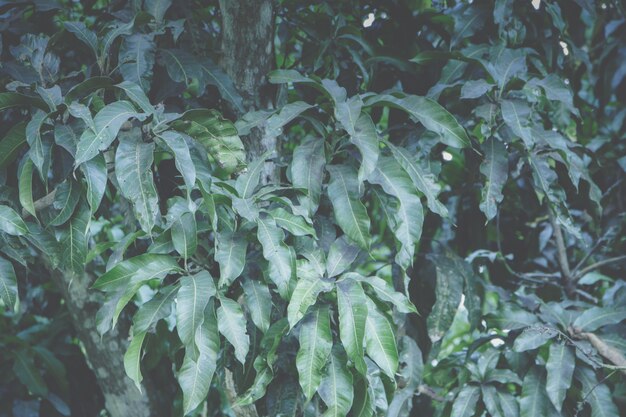 Sfondo verde foglia, tono scuro