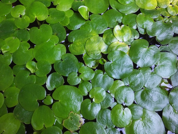 Sfondo verde foglia