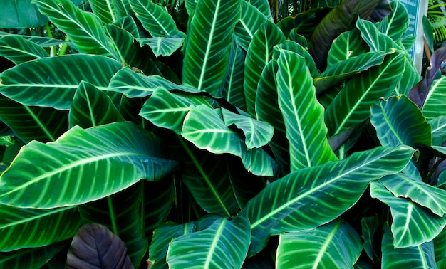 Sfondo verde foglia