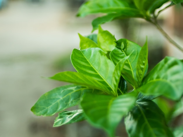 Sfondo verde foglia