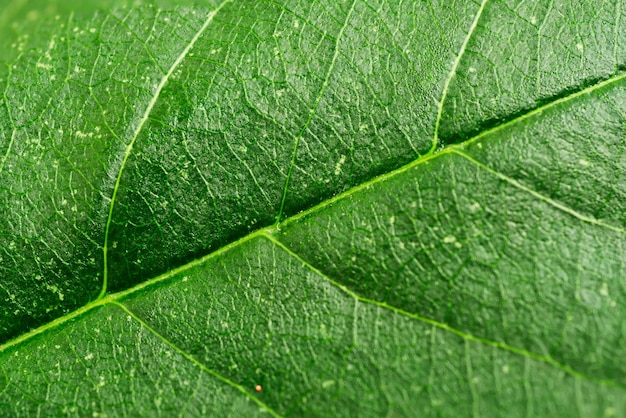 Sfondo verde foglia