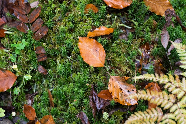 Sfondo verde foresta botanica