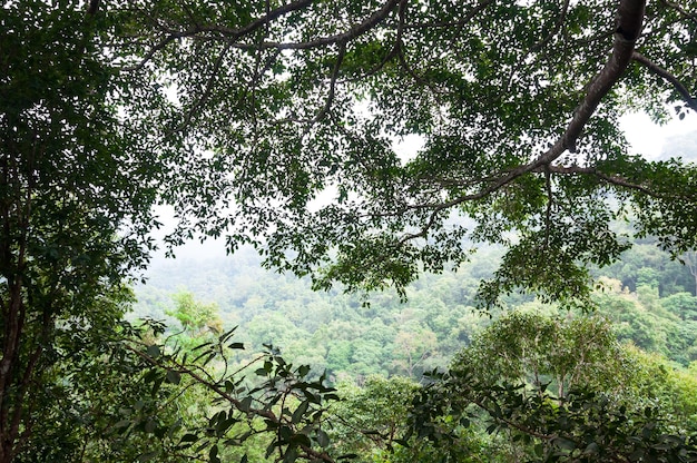 Sfondo verde foresta in una giornata di sole Foresta tropicale