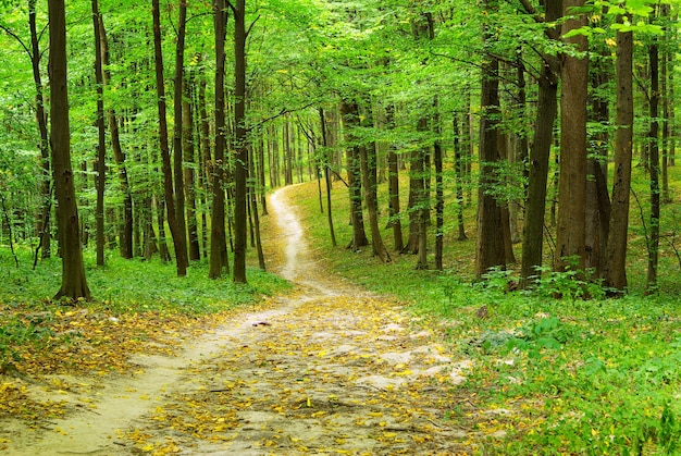 Sfondo verde foresta in una giornata di sole