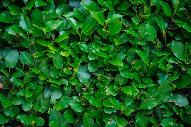 Sfondo verde fresco foglia La bellezza naturale delle piante La trama delle foglie