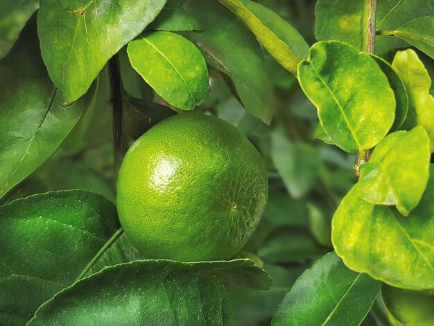 Sfondo verde Full Frame di Lime Tree