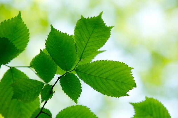 Sfondo verde naturale con messa a fuoco selettiva