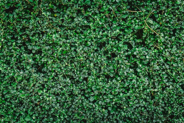 Sfondo verde naturale di foglia verde