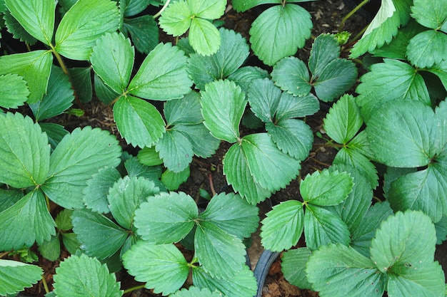 Sfondo verde naturale di foglie di fragola in giardino