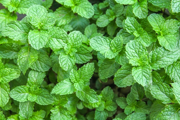 Sfondo verde naturale di foglie di menta