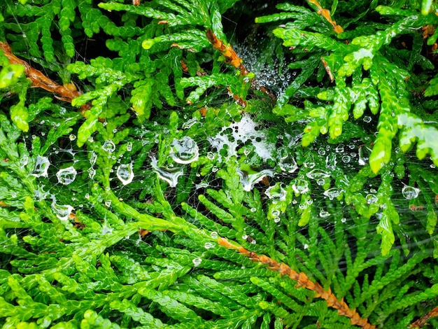 Sfondo verde naturale thuja con gocce di pioggia primo piano