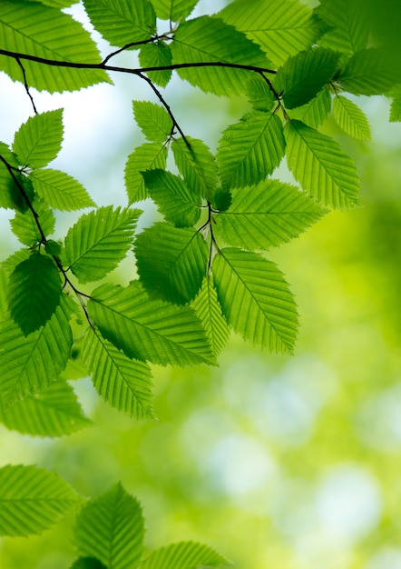 Sfondo verde naturale