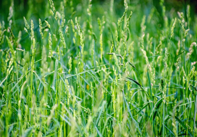 Sfondo verde perfetto dall'erba fresca