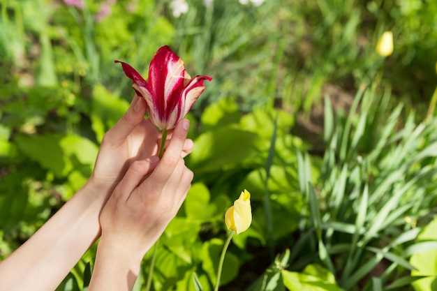 Sfondo verde primavera, mano di donna con fiori di tulipani nel giardino primaverile.