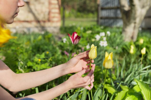 Sfondo verde primavera, mano di donna con fiori di tulipani nel giardino primaverile.