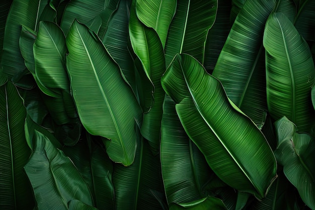 Sfondo verde scuro con una grande trama di fogliame di palma che ricorda foglie di banana tropicale