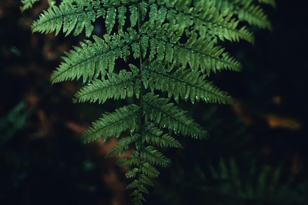 Sfondo verde scuro foglie natura