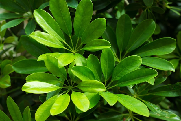 Sfondo verde tropicale grandi foglie