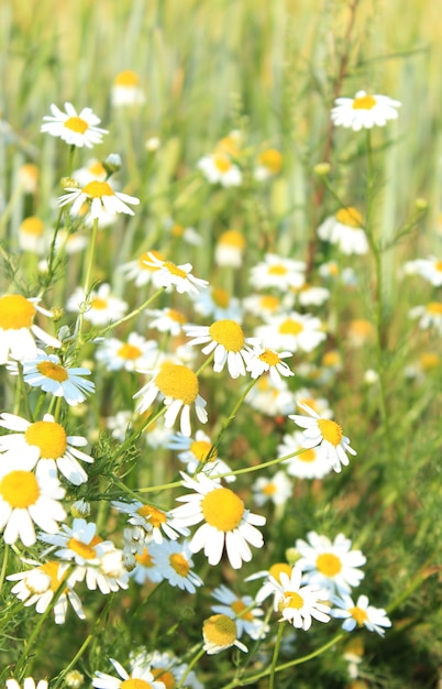 Sfondo verticale di fiori di margherite