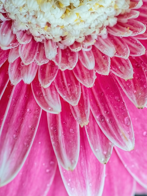 Sfondo verticale naturale del primo piano del fiore rosa