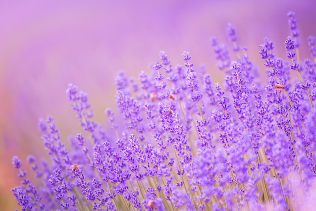 Sfondo viola con fiori di lavanda in fiore