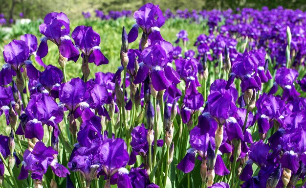 Sfondo viola di iridi in fiore in un parco