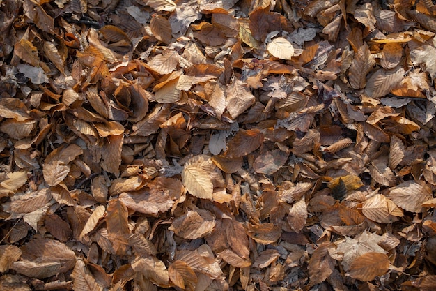 Sfondo vista dall'alto di vecchie foglie cadute marroni giacciono a terra durante la stagione autunnale