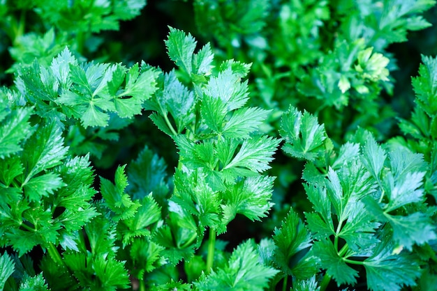 sfondo vivido verde pianta di sedano