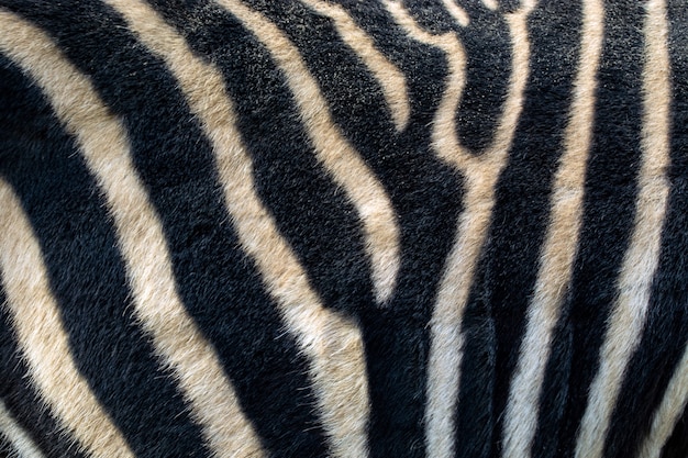 Sfondo zebrato a strisce, bianco e nero