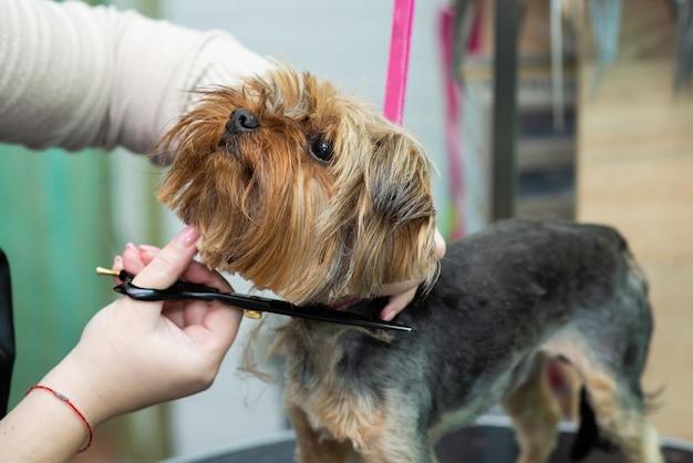 Sforbiciare la testa pelosa di uno Yorkshire terrier in un salone di toelettatura