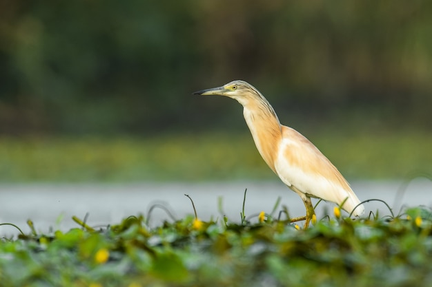 Sgarza ciuffetto nel suo habitat