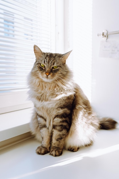 Sguardo attraente predatore degli occhi verdi del gatto