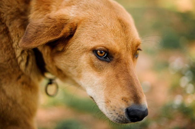 Sguardo del cane senza tetto dello zenzero marrone anziano