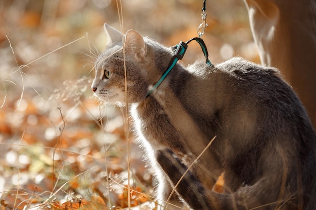 Sguardo del predator39s del primo piano della pelliccia grigia del gatto