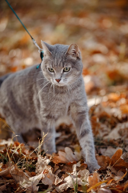 Sguardo del predator39s del primo piano della pelliccia grigia del gatto