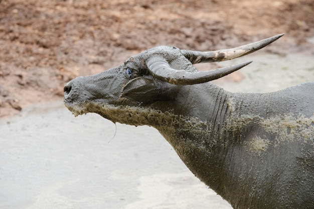 sguardo di bufalo tailandese stare sul fango