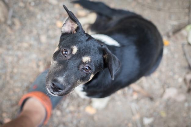 Sguardo di seduta del cane nero