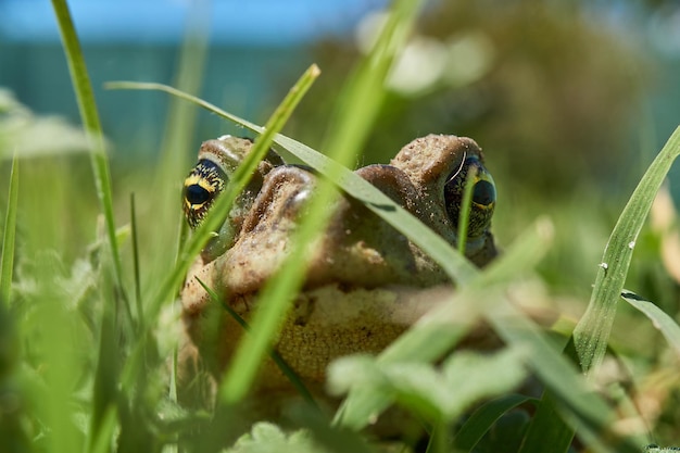 Sguardo di un rospo nell'erba verde