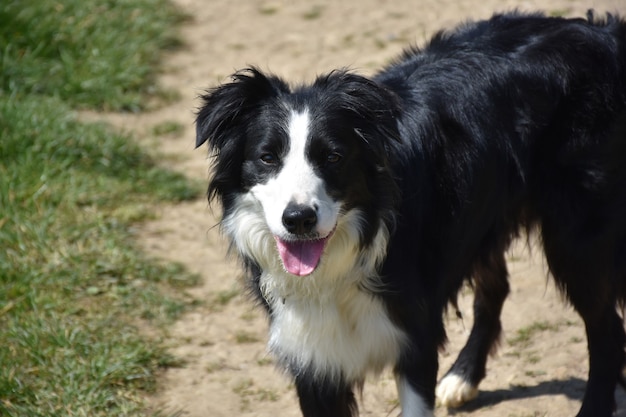 Sguardo diretto in faccia a un dolce cane border collie.