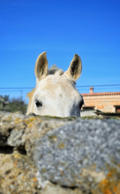 Sguardo equino. Un cavallo bianco che guarda la telecamera sopra un muro di pietra.