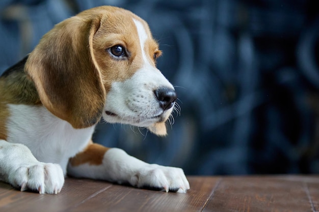 Sguardo implorante affamato del cucciolo di beagle in direzione del tavolo di legno