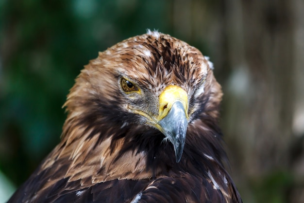 Sguardo penetrante dell'aquila nell'essenza stessa.