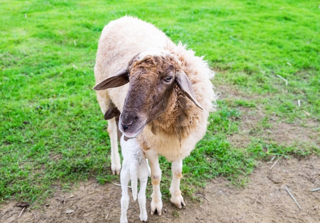 Shaggy pecore e bambino in fattoria