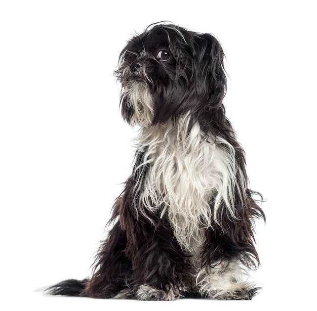 Shaggy Shih Tzu interrogatorio