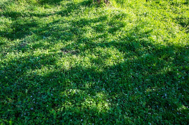 Shamrock erba verde e sfondo del campo