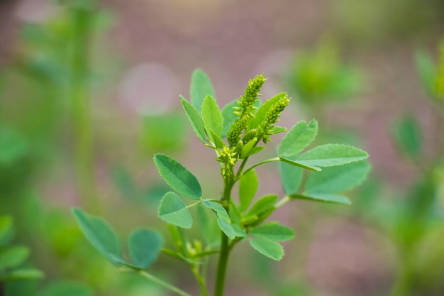 Shamrock erba verde e sfondo del campo